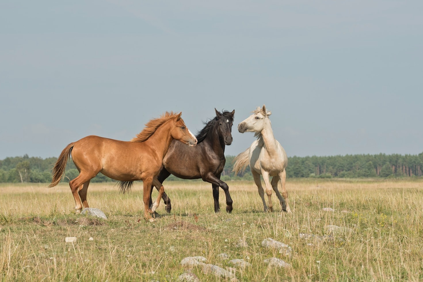 Top Trends In Modern Horse Care