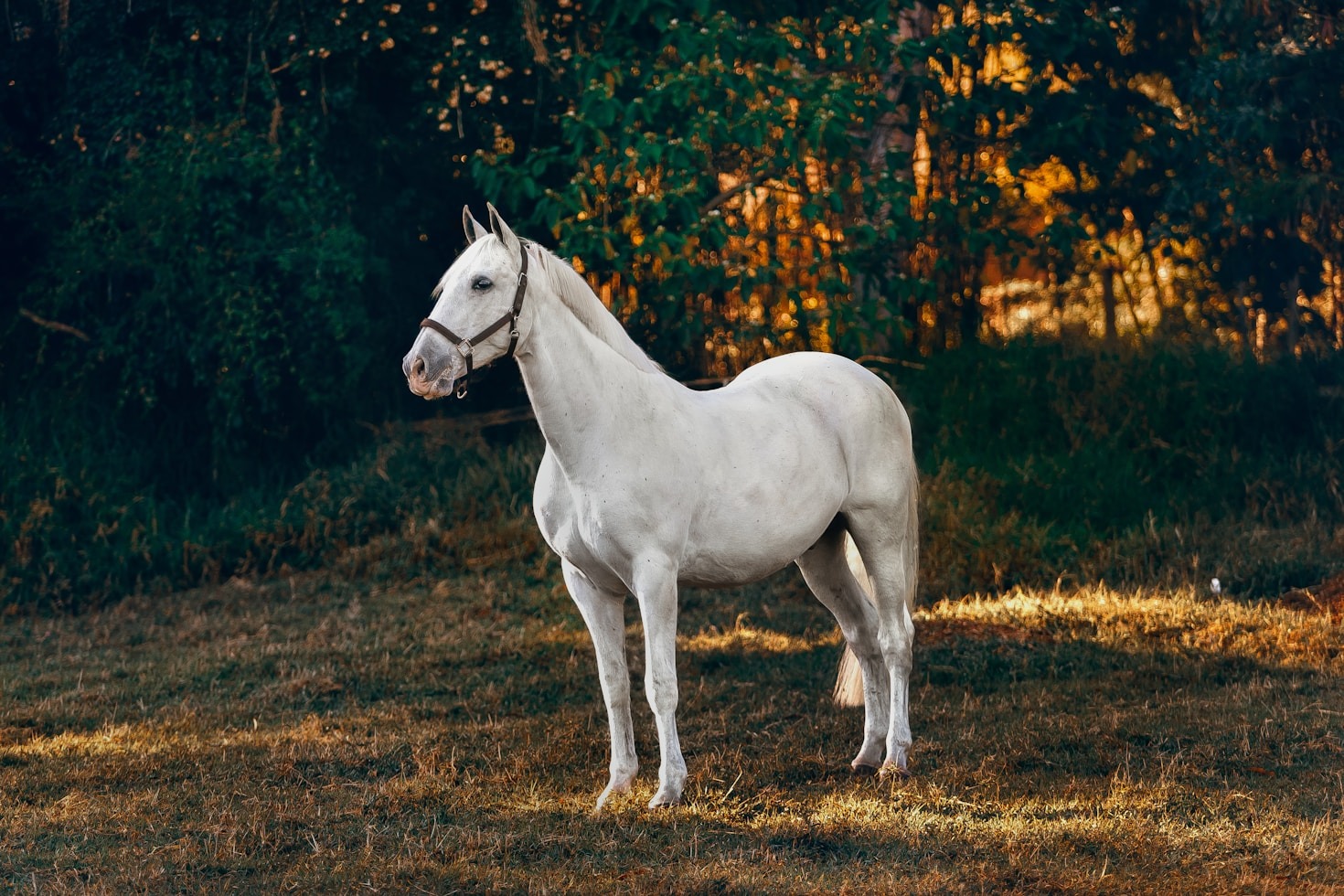 Celebrating Excellence In Competitive Horse Sports