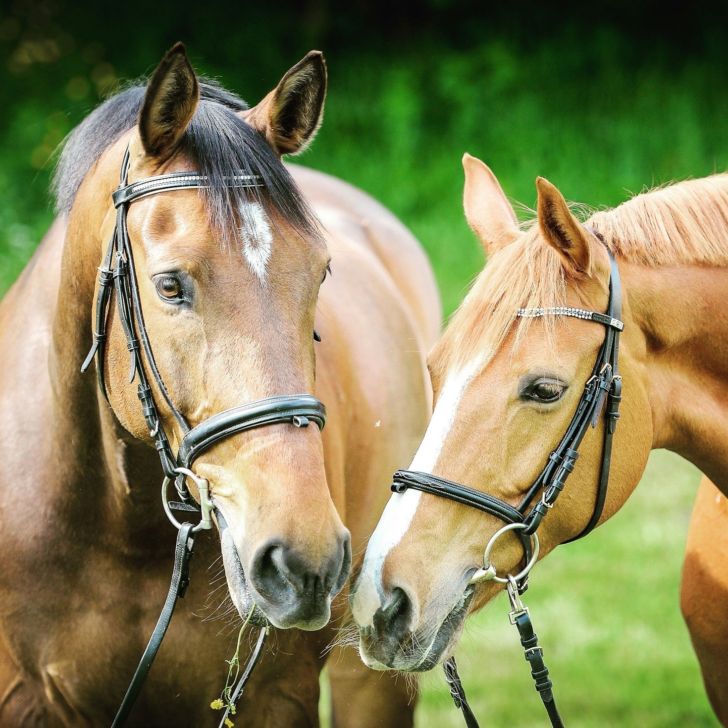 The Evolution Of Equestrian Media Coverage